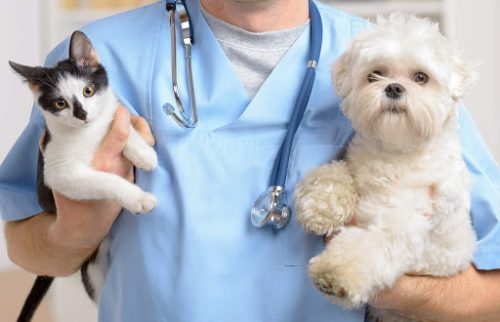 The-Importance-Of-Vaccinating-Your-Cat-Or-Dog.jpg